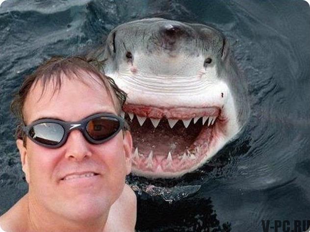 selfie de tubarão