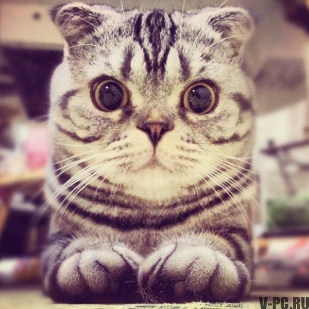 gato instagram