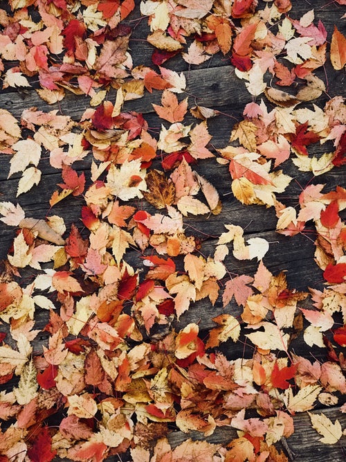 ideias de fotos de outono para instagram - folhas
