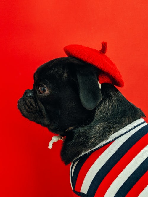 ideias de fotos de outono para instagram - pug em uma boina vermelha