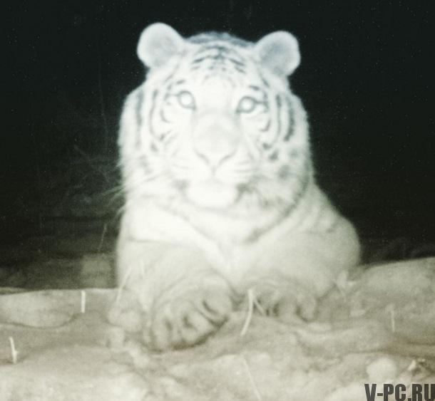 tigre tirou uma selfie